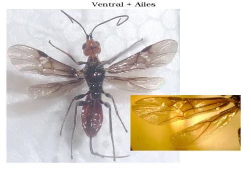 Atanycolus initiator